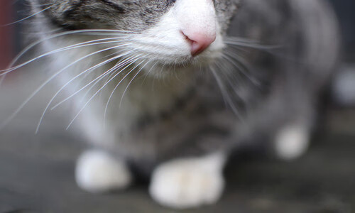 当伊拉克对阵曼城，托尼的足球为何让战争暂停了90分钟