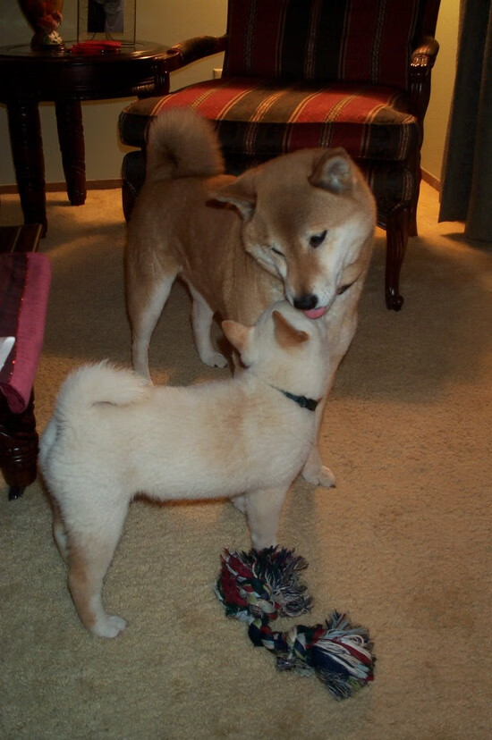 北京时间凌晨四点，F1赛道的尽头传来篮球刷网声