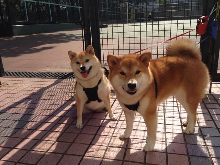 血战明尼苏达，鹈鹕绝境求生，贝恩末节封喉