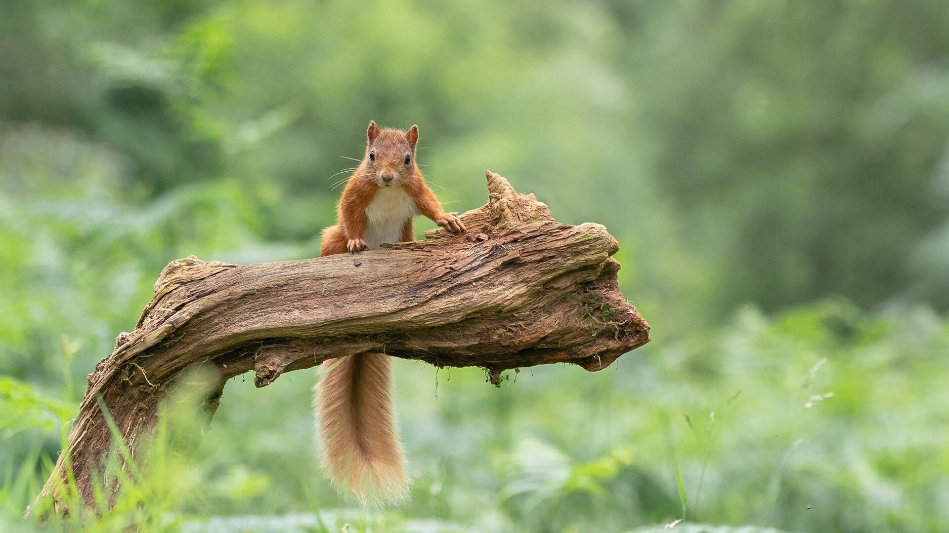 非洲杯传统格局被打破？马里惊天搅局，劳塔罗终成关键先生