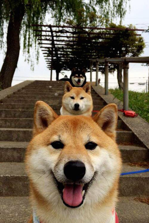 波斯暗夜破坚冰，圣西罗白羽化箭，克瓦拉茨赫利亚的无声革命