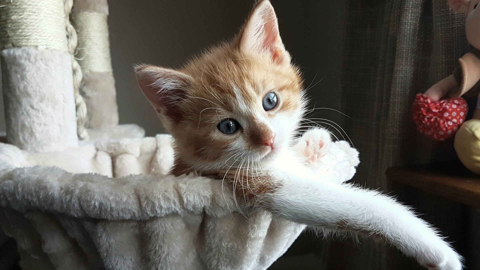 雅典娜的圣矛与彩虹的权杖，当不可能在同一时刻被两次刺穿