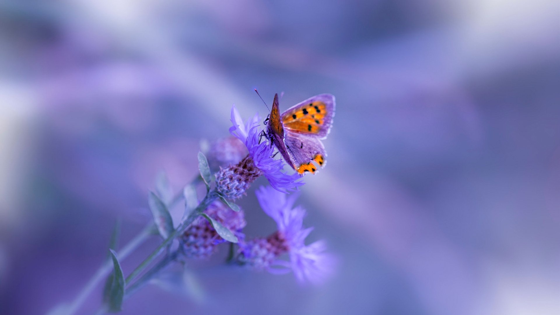 马赛暴风席卷，劳塔罗独舞绿茵