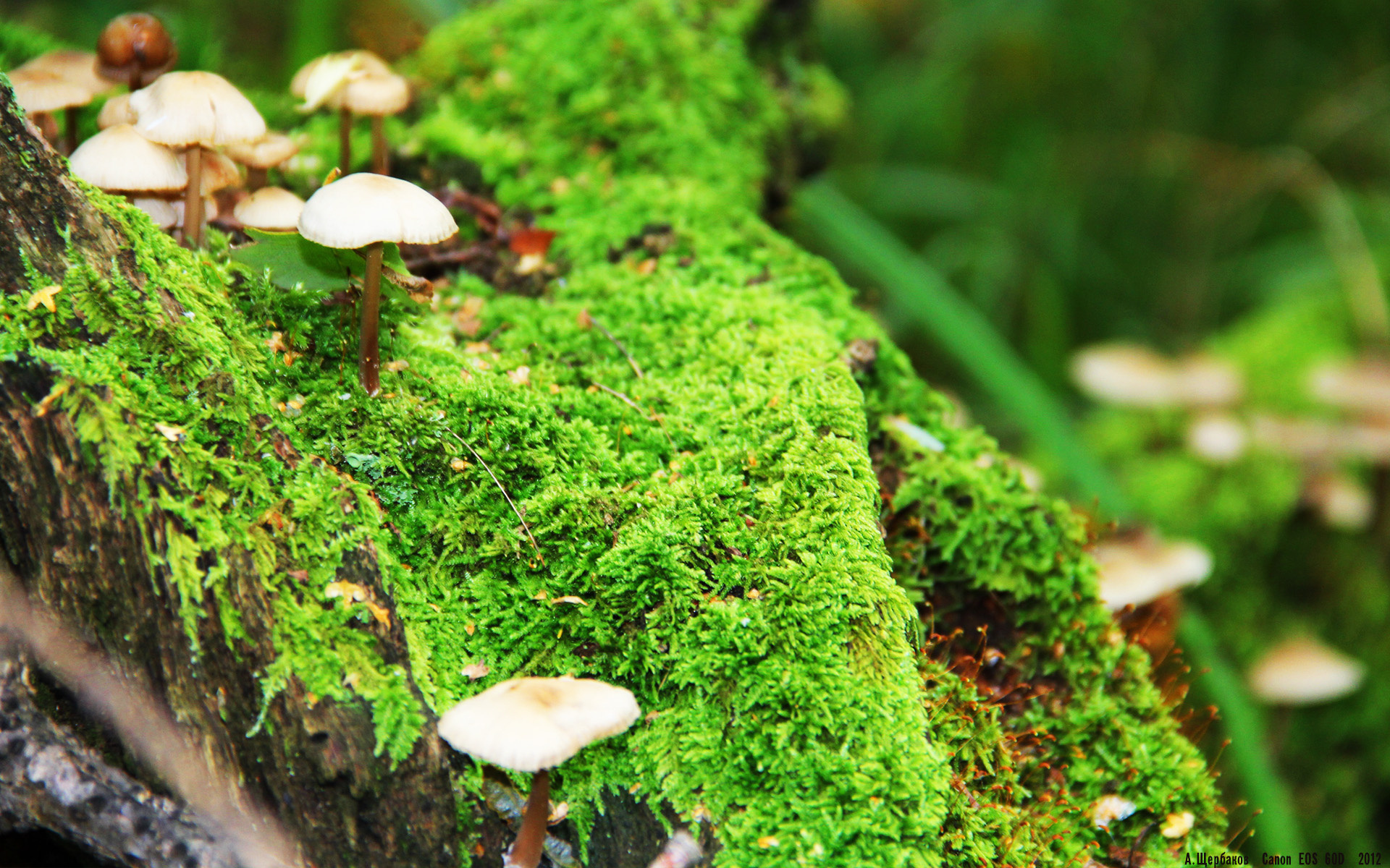 开云体育登录-神话再现，当希腊终结西班牙，无名英雄卡拉斯科点燃国家奇迹